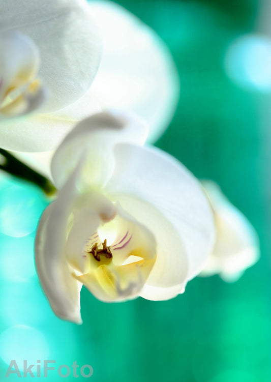 「ときめき色」-夢心地シリーズ-